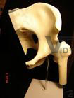 Hip Joint Bone Human Anatomical Model